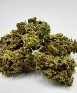 100517-003 Melon doux EU Medium