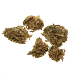 cbd-gras-arlequin-baby-buds-EU-bud_web